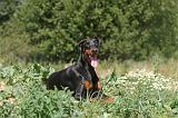 DOBERMANN 583